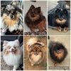 the_pom_mom